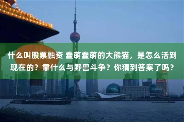 什么叫股票融资 蠢萌蠢萌的大熊猫，是怎么活到现在的？靠什么与野兽斗争？你猜到答案了吗？